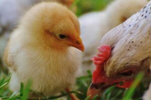Diferencias Entre Gallo Y Gallina