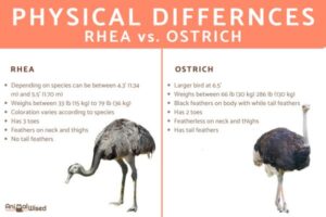 Diferencias Entre Un ñandú Y Un Avestruz