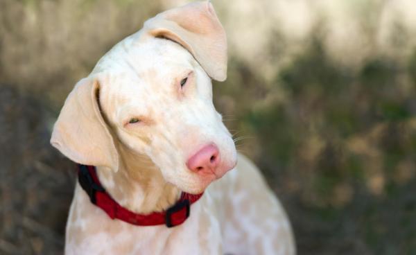 Doberman Pinscher Albino Características Y Cuidados