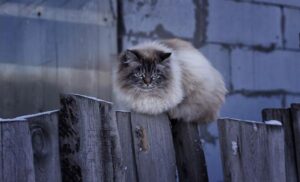 El Pelaje De Mi Gato Se Ve áspero