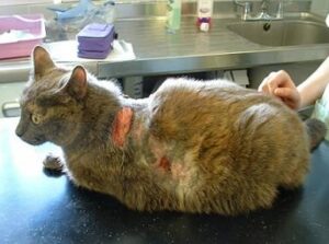 Enfermedad De Cushing en Gatos: Síntomas, Tratamiento, Imágenes