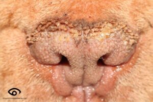Enfermedades Comunes De La Piel De La Nariz Del Perro