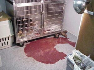 Enfermedades Más Mortales en Perros Y Sus Síntomas