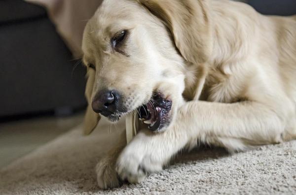 Enriquecimiento Ambiental Para Perros Y Cachorros