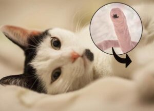 Febantel Para Gatos: Usos, Dosis Y Efectos Secundarios