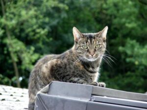Gatos De Raza Pura Versus Gatos De Raza Mixta: Ventajas