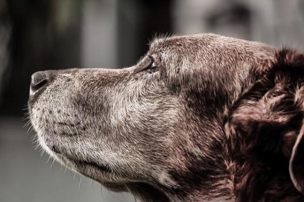 Guía Completa Para El Cuidado De Perros Mayores