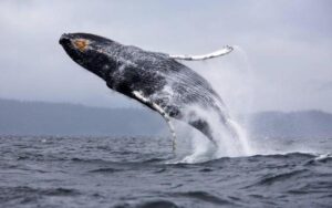 Hábitos Dietéticos De La Ballena Azul