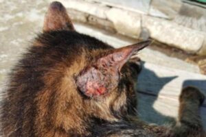 Hematoma Auditivo en Gatos: Causas Y Tratamiento