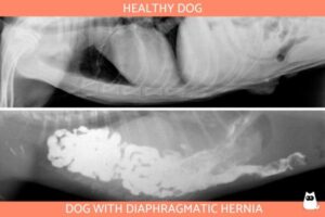 Hernia Diafragmática en Perros Y Cachorros