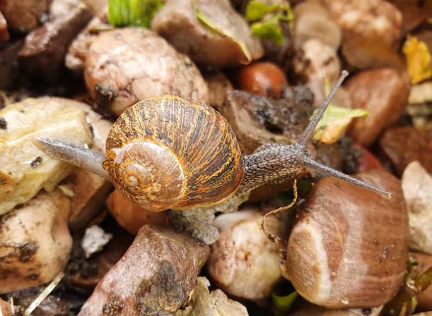Invertebrados La Diversidad Abrumadora De Vida Sin Espina Dorsal