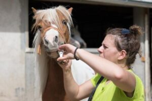 Ivermectina Para Caballos: Dosis, Uso Y Efectos Secundarios