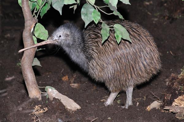 Kiwis Como Mascotas: Pautas Generales Y Consejos