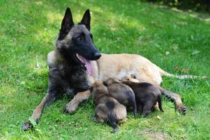 La Mejor Comida Para Un Pastor Belga Malinois