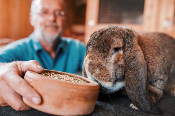 La Mejor Manera De Limpiar Las Orejas De Un Conejo