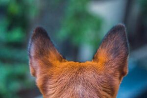 Las Orejas De Mi Perro Están Frías