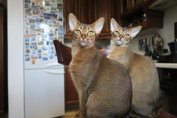 Las Razas De Gatos Más Juguetonas