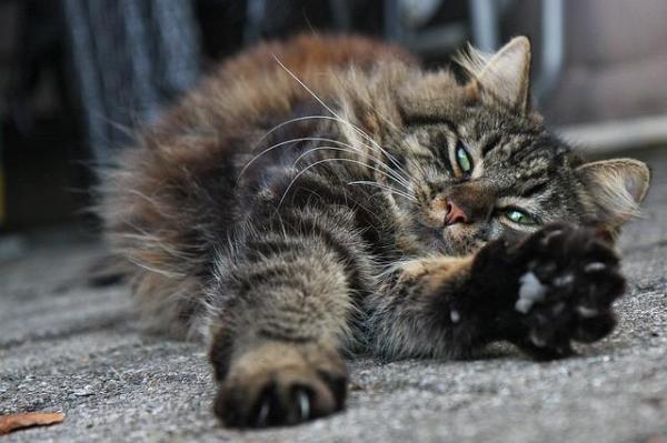 Limpiar Los Ojos De Un Gato