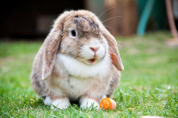 Los Mejores Juguetes Para Conejos