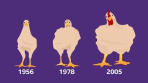 Los Orígenes Y La Evolución De Los Pollos