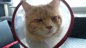 Los Párpados De Mi Gato Están Hacia Adentro Entropión