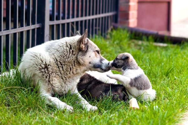 Mantener Un Cachorro Con La Madre Perro