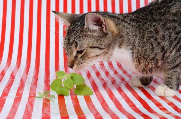 Más De 10 Plantas Seguras Para Los Gatos