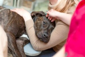 Metoclopramida Para Perros: Dosis, Uso Y Efectos Secundarios