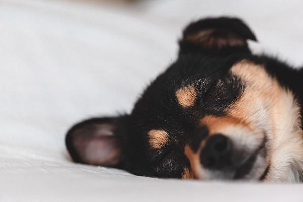 Mi chihuahua tiene orejas caídas 