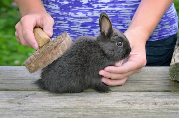 Mi Conejo Está Mudando Mucho