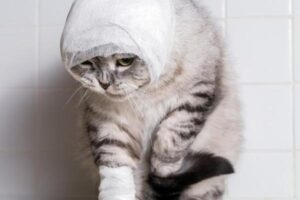 Mi Gato Está Tosiendo Sangre