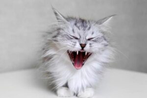 Mi Gato Estornuda Al Revés