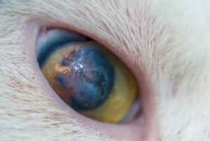 Mi Gato Tiene Sangre en El Ojo