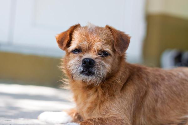 Mi Perro Mayor Camina De Un Lado a Otro Y