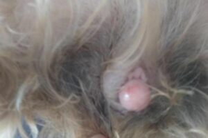 Mi Perro Tiene Un Crecimiento en La Vagina
