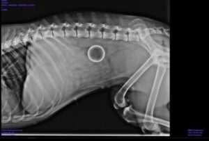 Obstrucción Intestinal en Perros: Síntomas Y Tratamiento