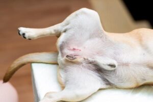 Orquiectomía en Perros: Extirpación Quirúrgica De Testículos