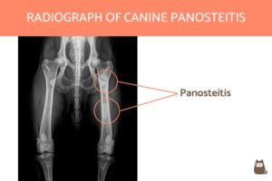 Panosteítis en Perros Síntomas Y Tratamiento De Pano