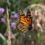 Partes Del Cuerpo De Una Mariposa Y Sus Funciones