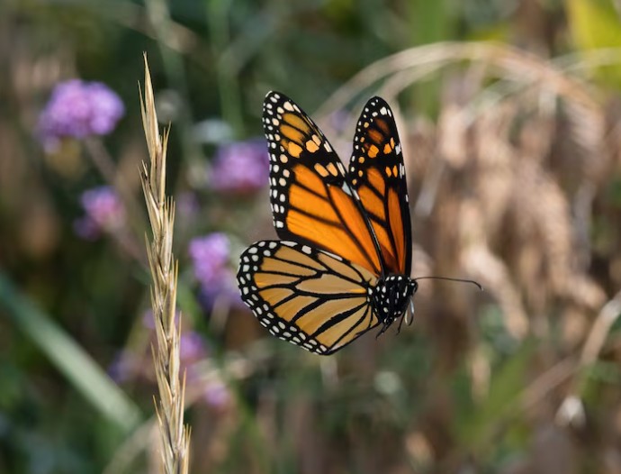 Partes Del Cuerpo De Una Mariposa Y Sus Funciones