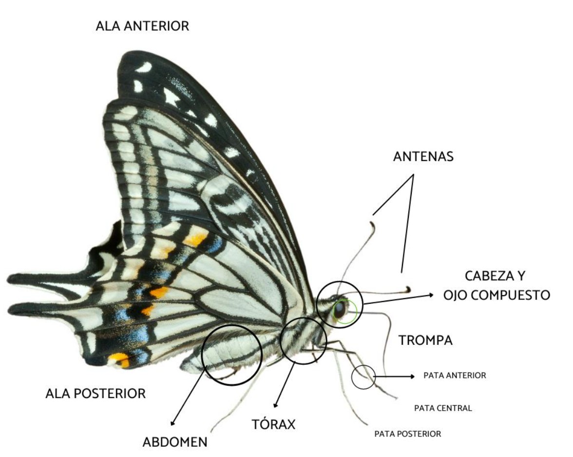 Partes Mariposa
