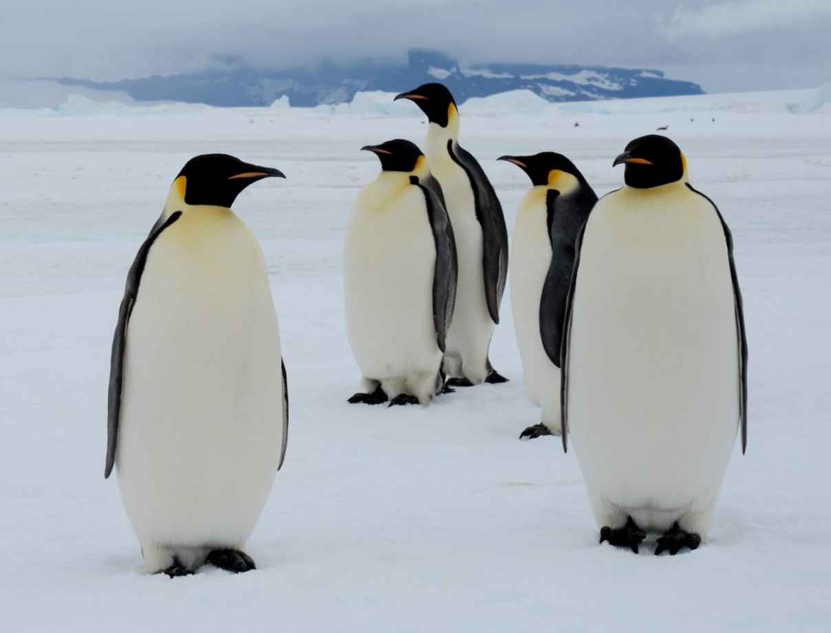 Pingüino Emperador