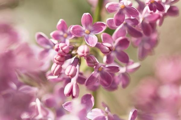 Plantas Tóxicas Para Los Perros