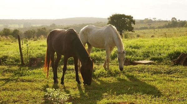 Plantas Tóxicas Y Venenosas Para Caballos