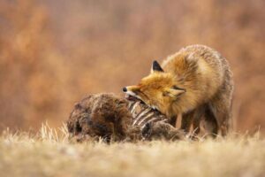 Qué Comen Los Zorros: Dieta De Los Zorros Por Especie