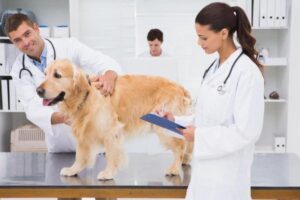 Quistes Ováricos en Perros: Síntomas Y Tratamiento