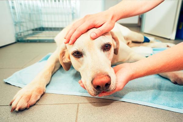 Ranitidina Para Perros: Dosis, Uso Y Efectos Secundarios De Zantac