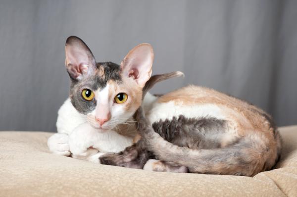 Razas De Gatos Con Pelo Ondulado