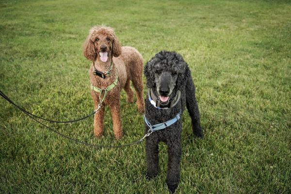 Razas De Perros De Pelo Rizado: Lista Y Descripción