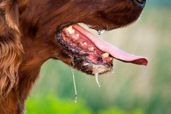 Signos De Sobrecalentamiento Del Perro